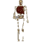skeleton.gif (526 bytes)